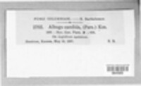Albugo candida image